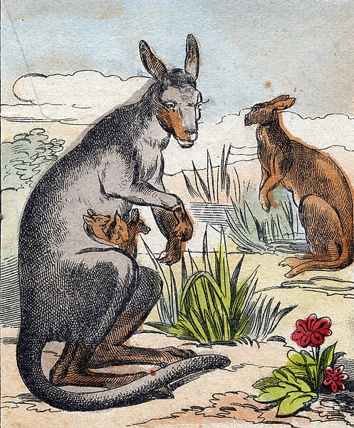 Kangaroo. Engraving in 'Buffon Alphabet des Animaux'. 3rd Series N 1