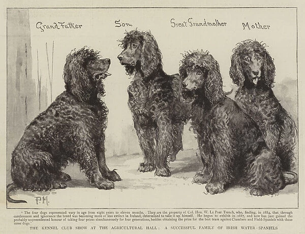 The Kennel Club Show at the Agricultural Hall, a Successful Family of Irish Water-Spaniels (engraving)