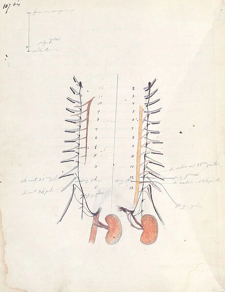 The Kidneys, c. 1843 (pen & ink and coloured pencil on paper)