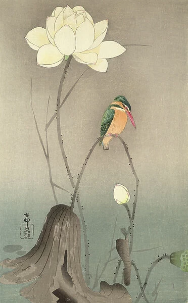 A Kingfisher and a lotus, c. 1910, (w  /  c)