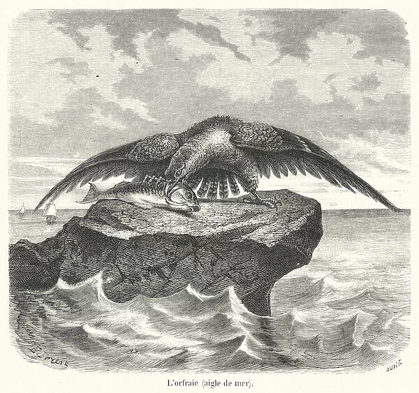 L orfraie, aigle de mer (engraving)