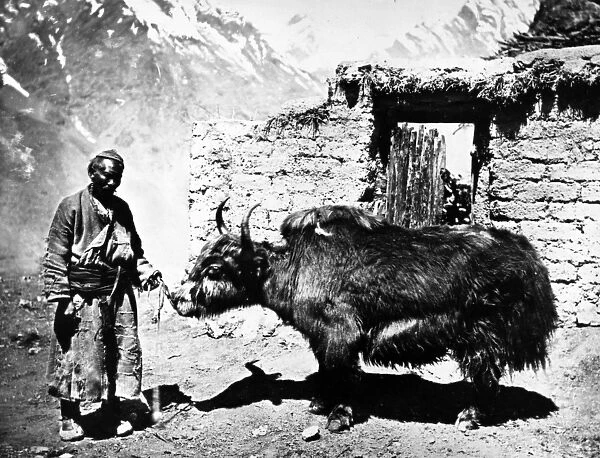Ladakhi Yak, c. 1860-80 (b  /  w photo)