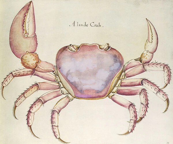 Land Crab (w  /  c on paper)