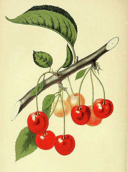 The Late Duke Cherry, digitally processed reproduction of a watercolour drawing from 1856
