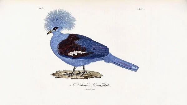 Le Colombi-Hocco male, 1796-1808 (etched plate printed in colour and finished by hand)