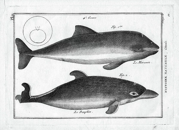 Le porpoise et le dauphin in ' Painting Encyclopedique et Methodique des trois Regnes de la Nature' by Pierre Joseph Bonnaterre (1762-1804). Paris 1784