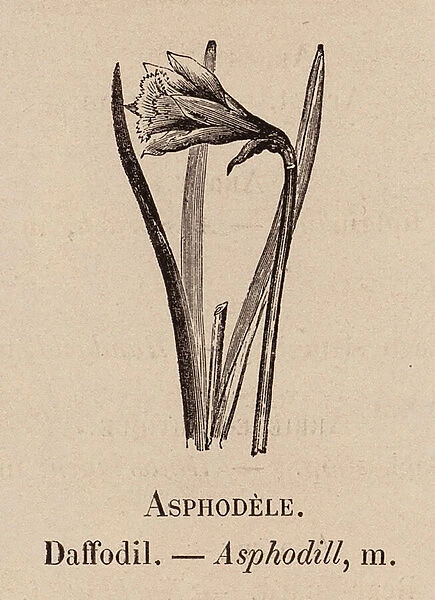 Le Vocabulaire Illustre: Asphodele; Daffodil; Asphodill (engraving)
