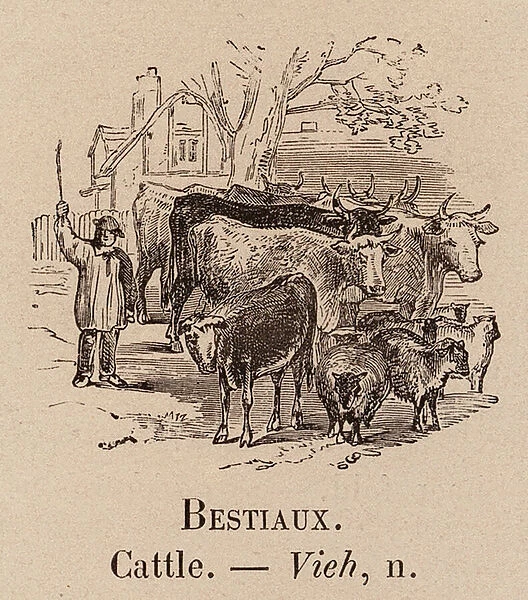 Le Vocabulaire Illustre: Bestiaux; Cattle; Vieh (engraving)