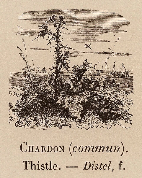 Le Vocabulaire Illustre: Chardon (commun); Thistle; Distel (engraving)