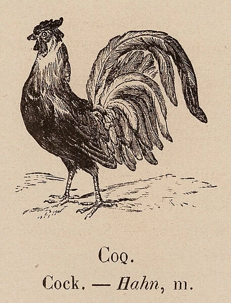 Le Vocabulaire Illustre: Coq; Cock; Hahn (engraving)