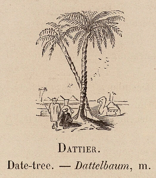 Le Vocabulaire Illustre: Dattier; Date-tree; Dattelbaum (engraving)