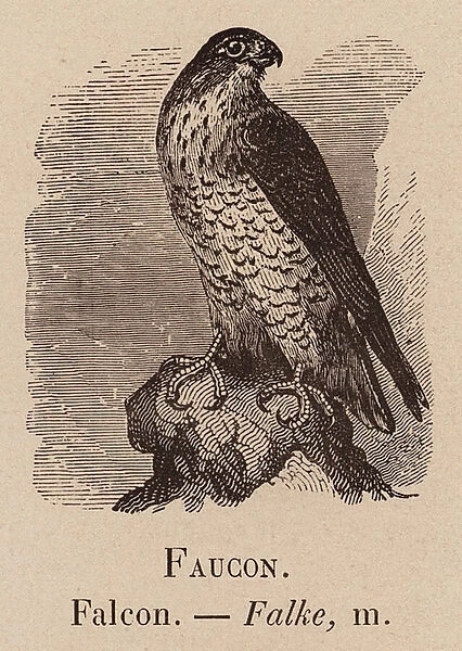 Le Vocabulaire Illustre: Faucon; Falcon; Falke (engraving)