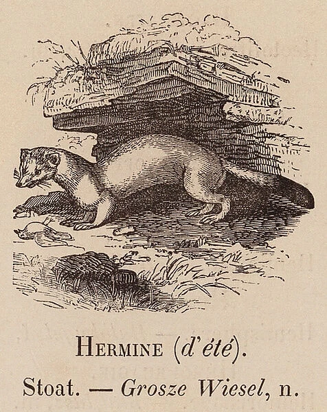 Le Vocabulaire Illustre: Hermine (d ete); Stoat; Grosze Wiesel (engraving)