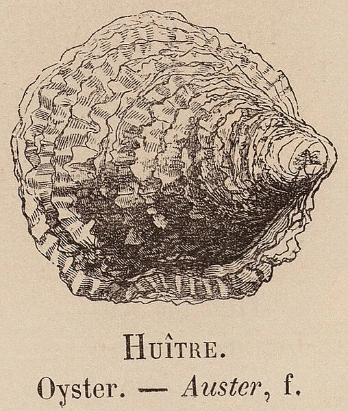 Le Vocabulaire Illustre: Huitre; Oyster; Auster (engraving)