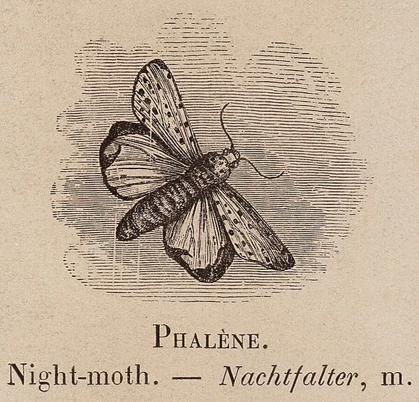 Le Vocabulaire Illustre: Phalene; Night-moth; Nachtfalter (engraving)