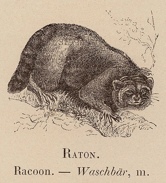 Le Vocabulaire Illustre: Raton; Racoon; Waschbar (engraving)