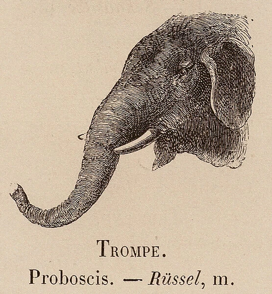 Le Vocabulaire Illustre: Trompe; Proboscis; Russel (engraving)