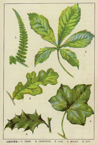 Leaves (colour litho)