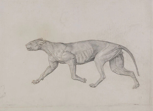 Leopard Body, Lateral View, 1795-1806 (graphite & red chalk)
