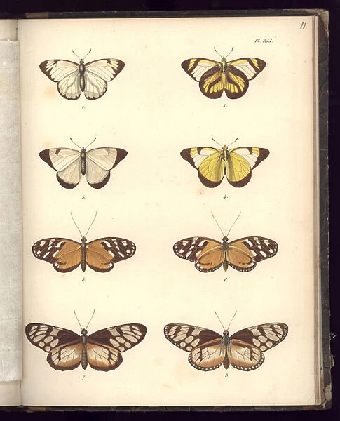 Lepidoptera, Pl. XLI, illustration from, Recueil d