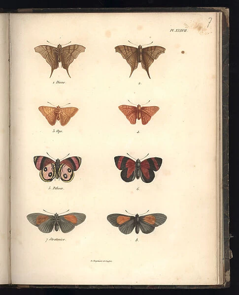 Lepidoptera, Pl. XXXVII, illustration from Recueil d