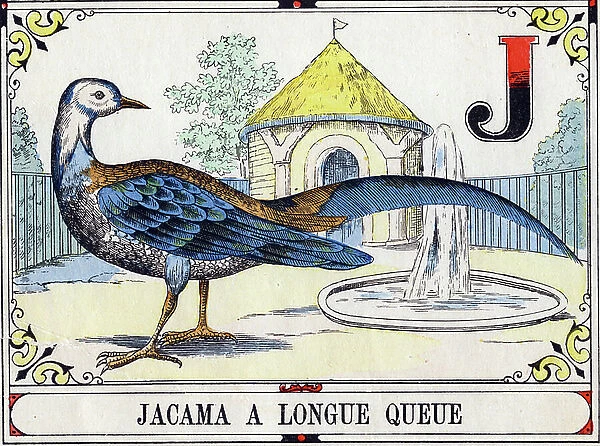 Letter J: Jacama a long tail. Engraving in 'Great Bird Alphabet'