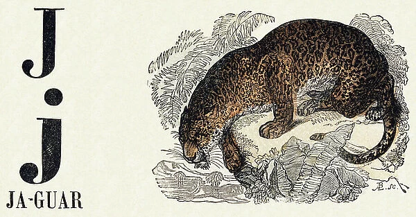 Letter J: Jaguar - Engraving in ' Le livre d'images, Nouveau alphabet ou Alphabet pour petits garcons', 19th century (engraving)