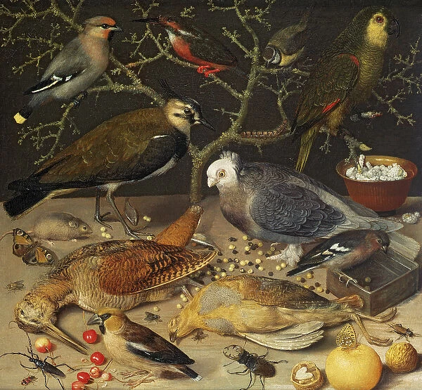 Still Life of Birds and Insects, 1637