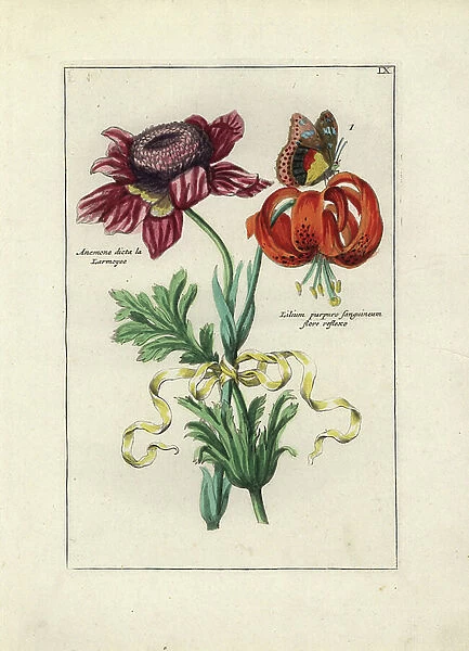 Lilies and anemone ties with a ribbon, with a butterfly - Lithography attributed to Paul Theodor van Brussel (1754-1795), author of the bouquet of the cover, or A.Bres. influenced by Nicolas Robert (1614-1685)