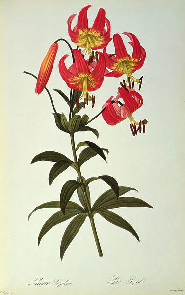 Lilium Superbum, from Les Liliacees, 1805 (coloured engraving)