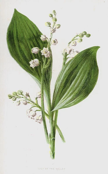 Lily of the Valley (chromolitho)