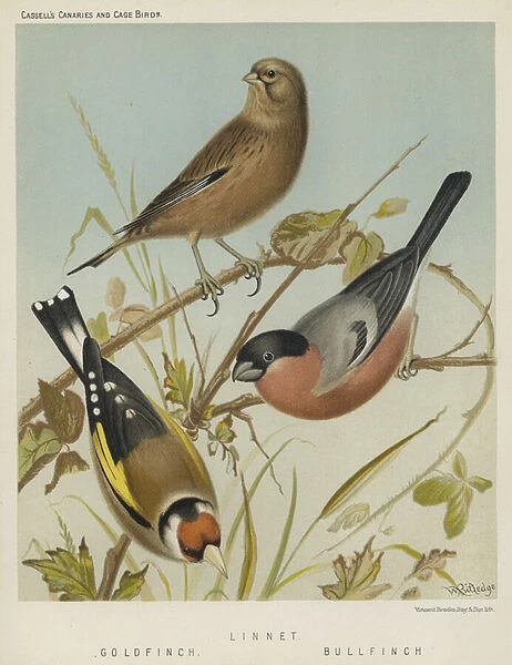 Linnet, Gold Finch, Bull Finch (colour litho)