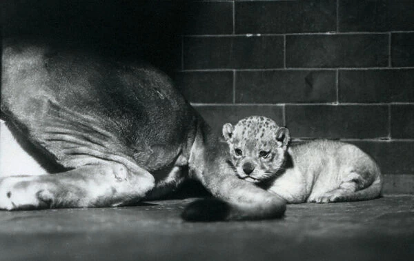 A lion cub lies down behind its mothers tail, London Zoo, October 1925 (b  /  w photo)