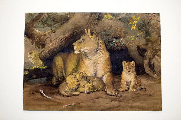 Lioness and Young, 1855 (w  /  c on paper)