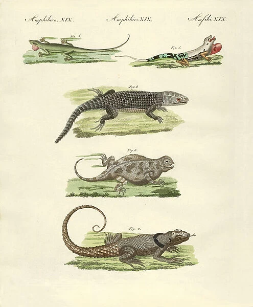 Lizards (coloured engraving)