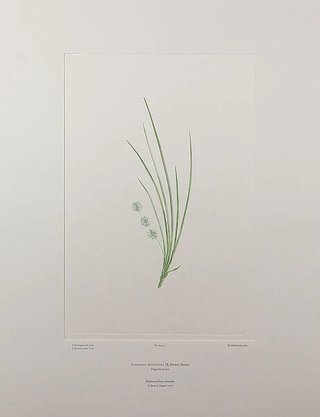 Lomandra multiflora (Lomandraceae) - Plate 331, Banks Florilegium, c.1771-84 (copperplate engraving on paper)