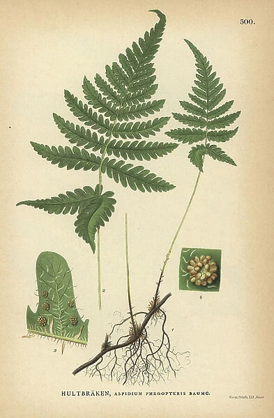 Long beech fern, Phegopteris connectilis