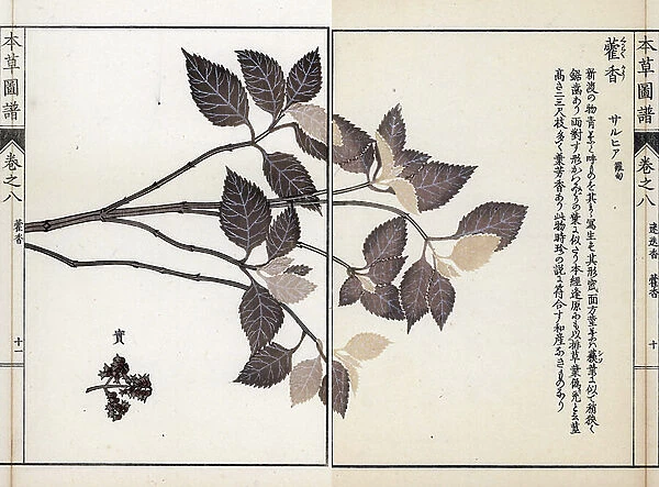Lophantus branch (double page) with flowering - Japanese print by Kanen Iwasaki (1786-1842), from Honzo Zufu, illustrative guide to medicinal plants, 1884 - Lophanthus sp