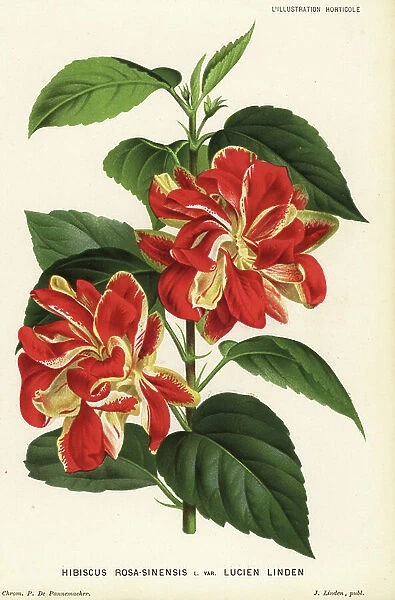 Lucien Linden variety of Chinese hibiscus, Hibiscus rosa-sinensis var. Lucien Linden. Chromolithograph by P. de Pannemaeker from Jean Linden's l'Illustration Horticole, Brussels, 1882
