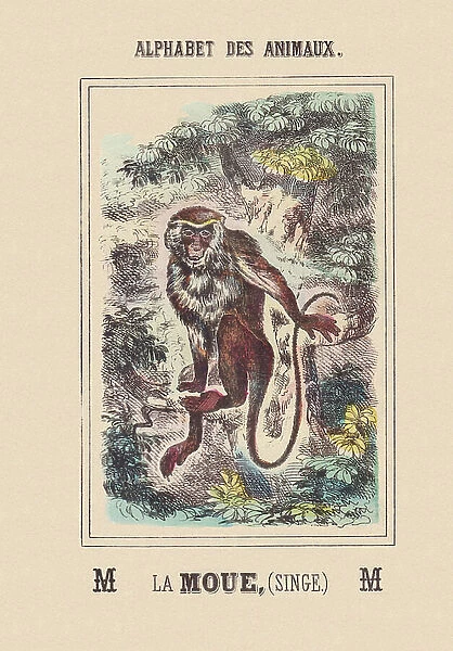 M: La Moue (monkey), 1850 - 1860 (engraving)