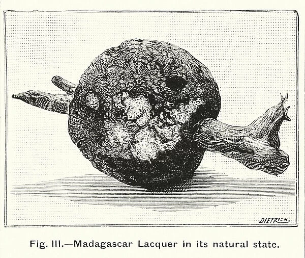 Madagascar Lacquer in its natural state (engraving)