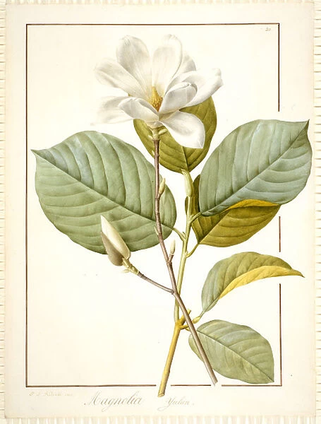 Magnolia Yulan, Magnolia Denudata, 1812 (w  /  c & bodycolour over traces of graphite
