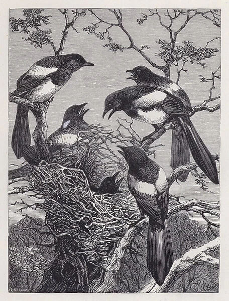 The Magpies and their Nest (engraving)