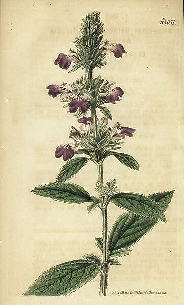 Malabar catmint, Anisomeles malabarica. Handcoloured copperplate engraving from Samuel Curtis Botanical Magazine, London, 1819
