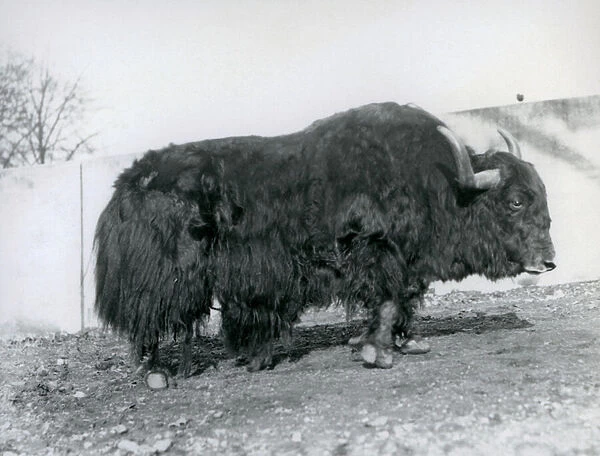 A male yak standing in his paddock at London Zoo in 1928 (b  /  w photo)