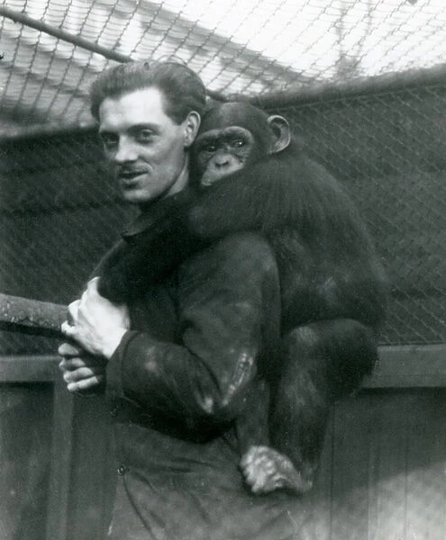 A man carries Chimpanzee Sally on his back, London Zoo, 1924 (b  /  w photo)