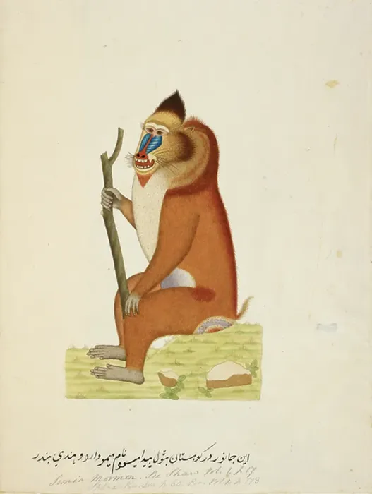 Framed Print : Mandrill Watercolour Print BL3306912