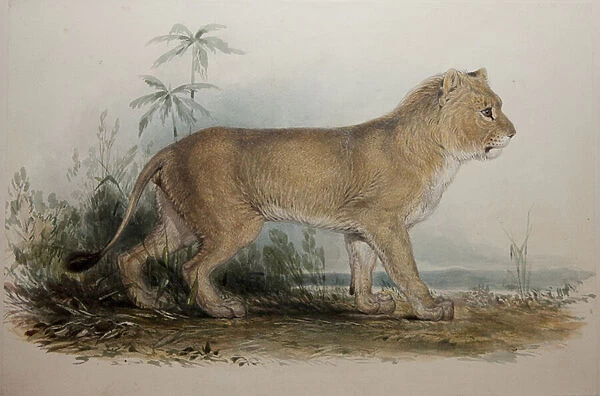 Maneless Lion of Guzerat, 1835 (w  /  c on paper)