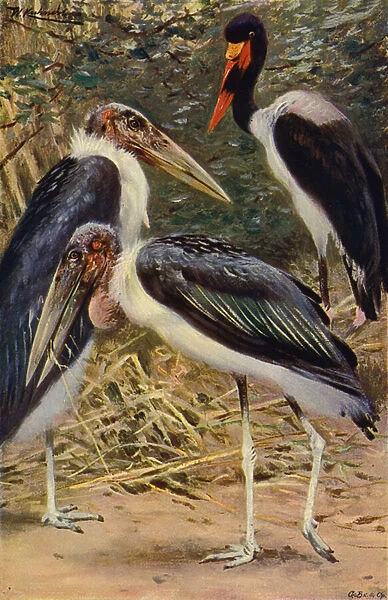 Marabou and Jabiru (colour litho)