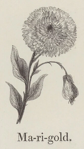 Marigold (engraving)